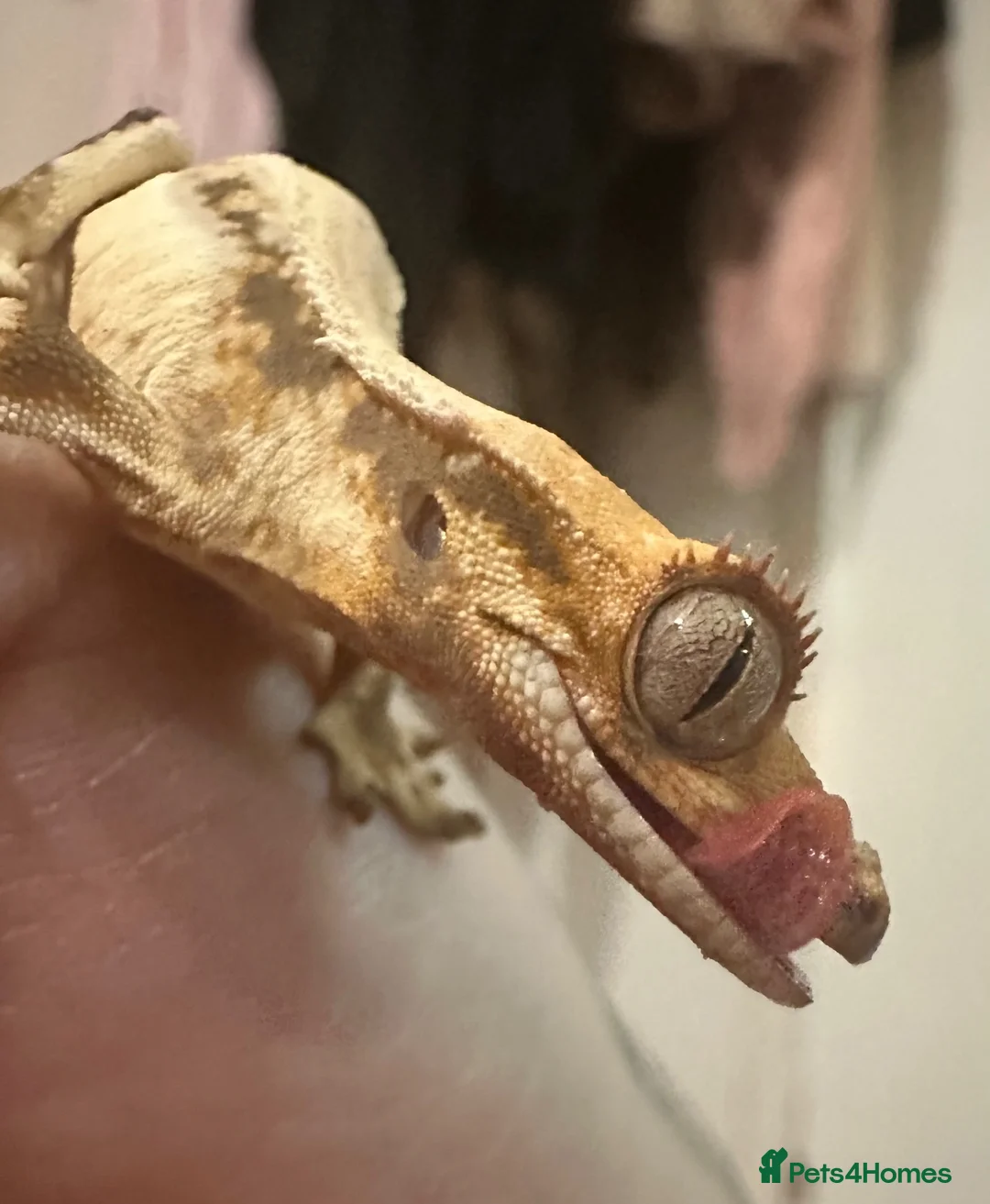 Gecko reptiles for sale: Baby crested gecko and full setup  - Advert 1