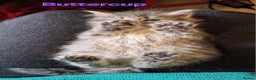 Siberian cats for sale: Siberian kittens GCCF registered, champion lines - Advert 21
