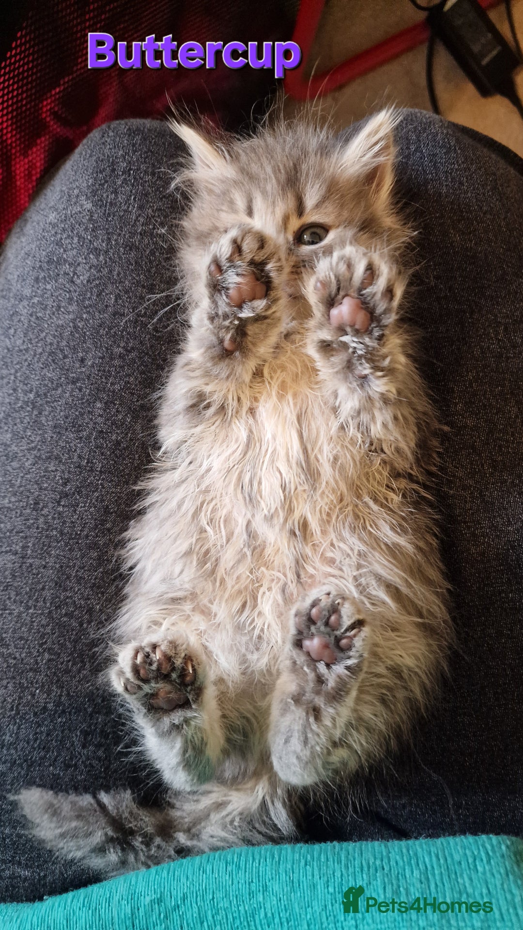 Siberian cats for sale: Siberian kittens GCCF registered, champion lines - Image 19