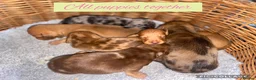 Miniature Dachshund dogs for sale: 6 Miniature Dachshund pups  - Advert 2