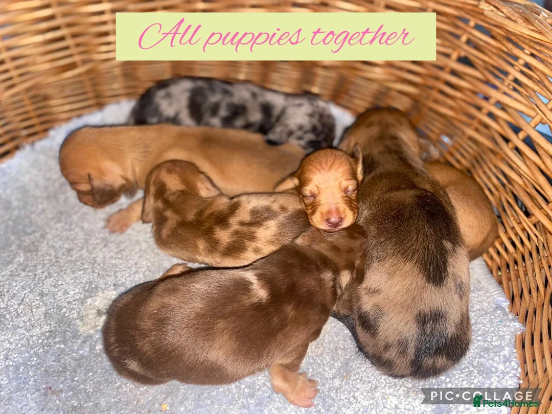 Miniature Dachshund dogs for sale: 6 Miniature Dachshund pups  - Advert 2