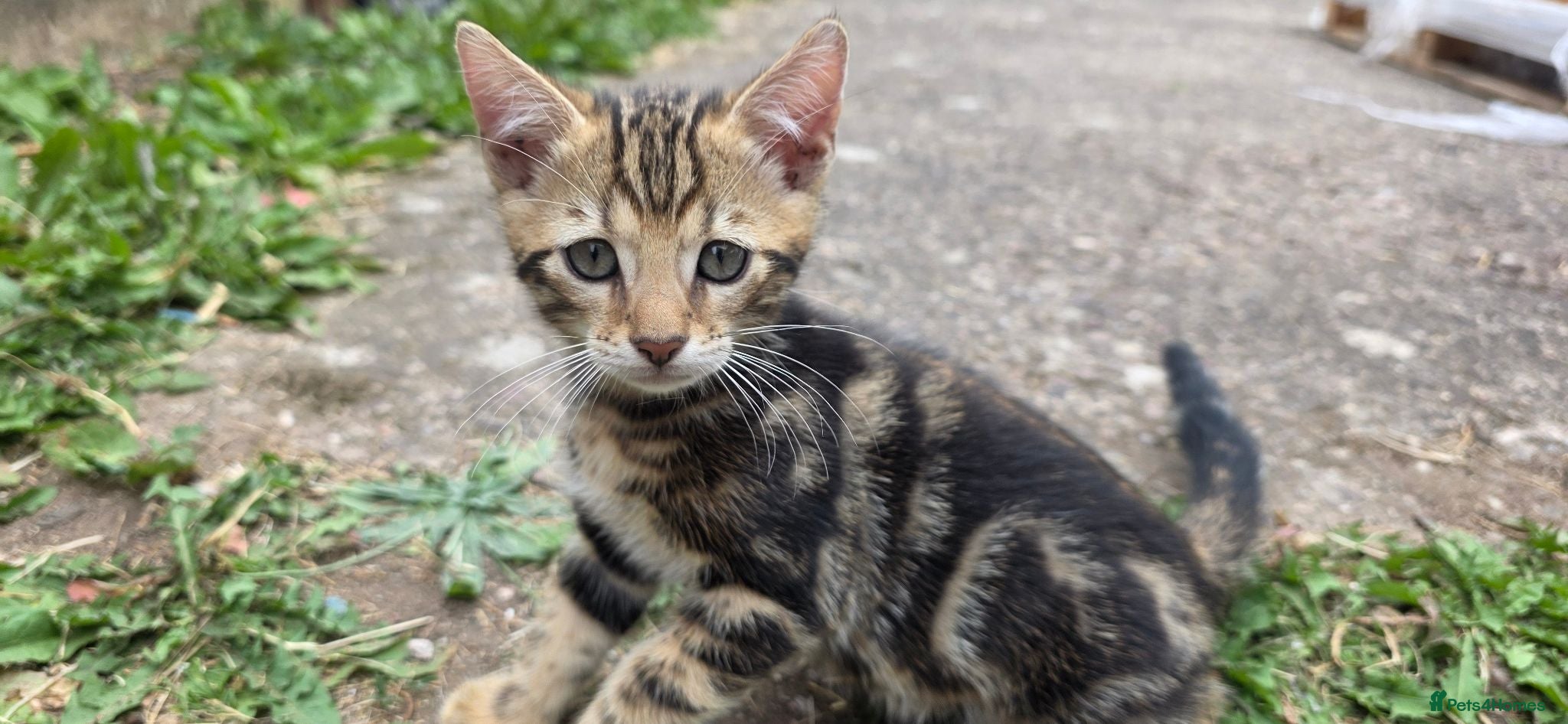 Bengal cats Beautiful Marble Bengal kitten boy ready now - Advert 18