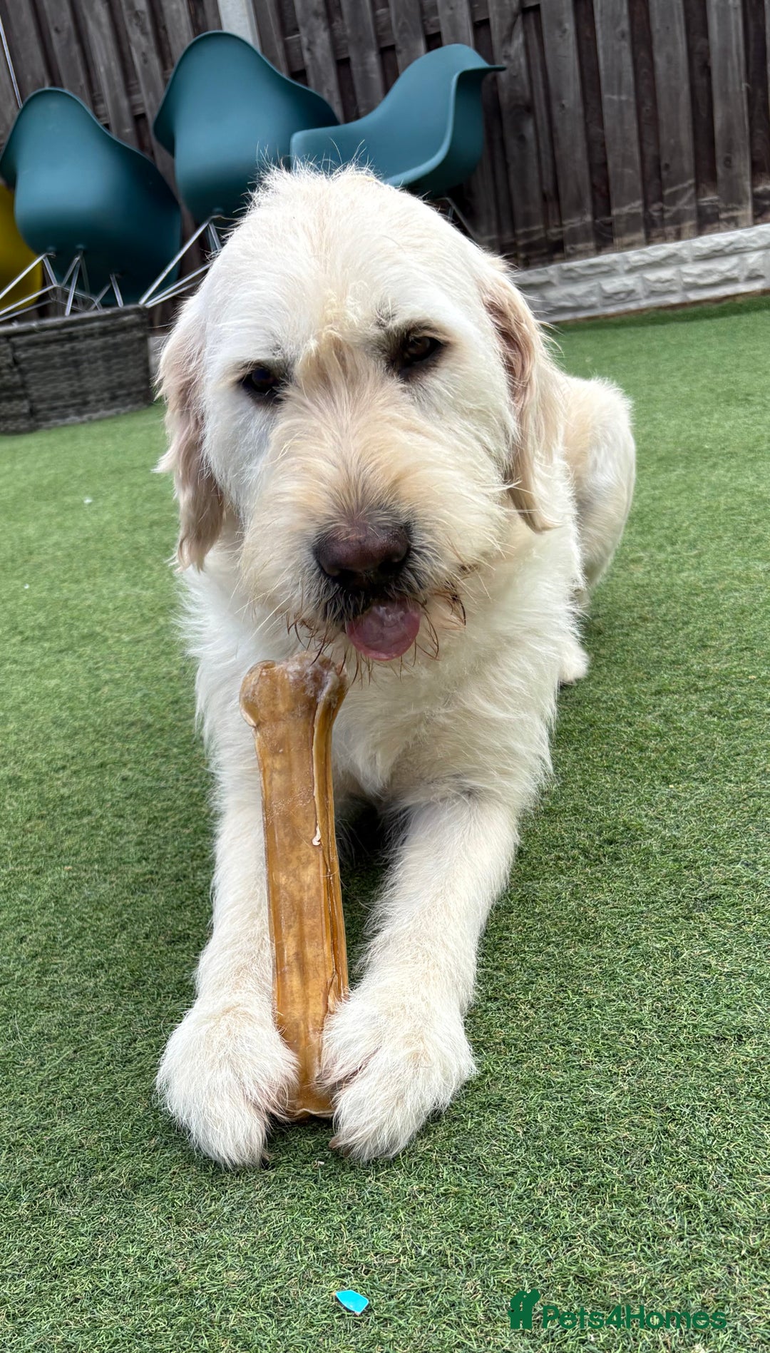 Goldador dogs for sale: Goldador Mix Puppies for sale - Advert 12