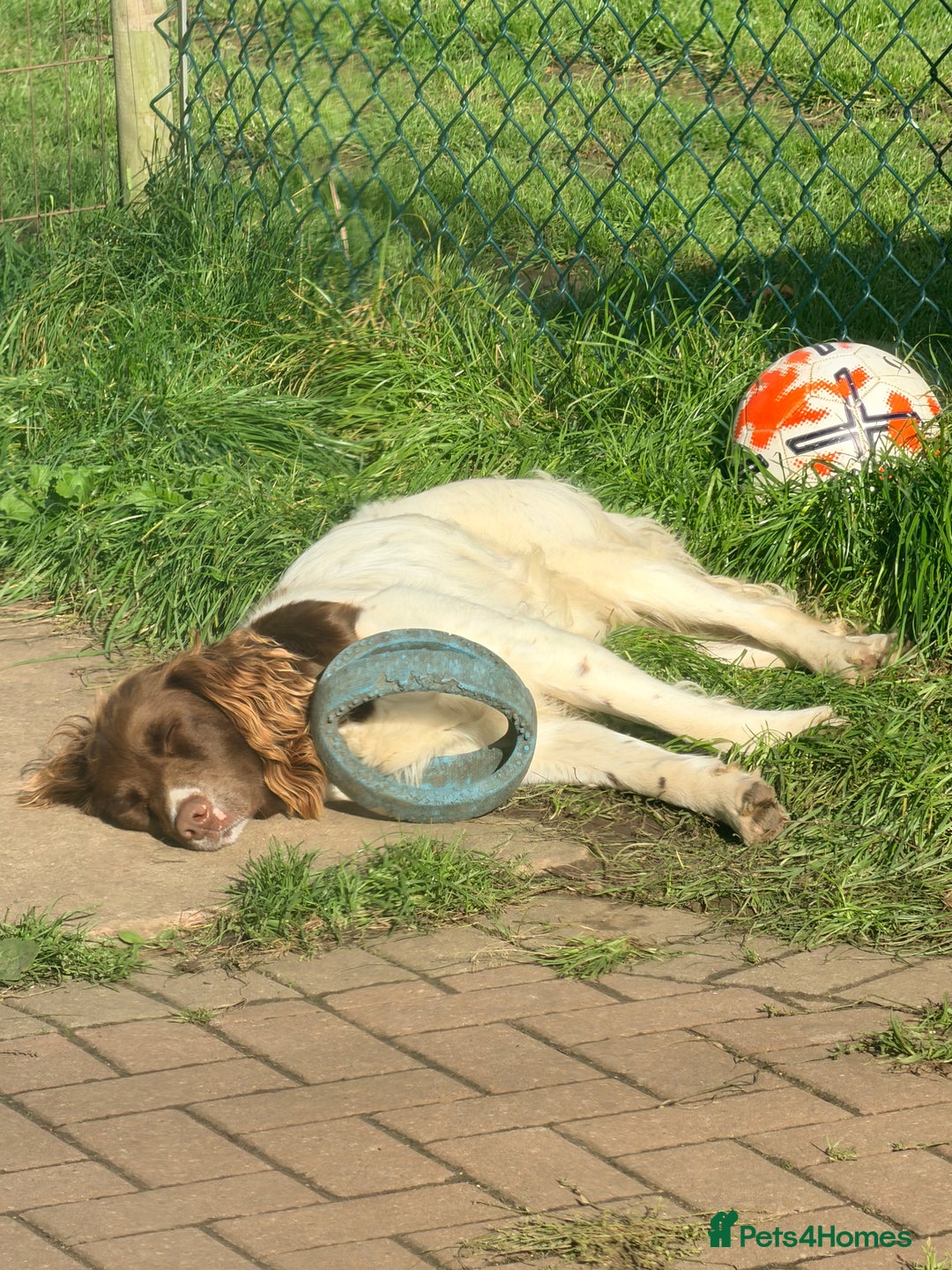 Springador dogs for sale: Springadors - Advert 3