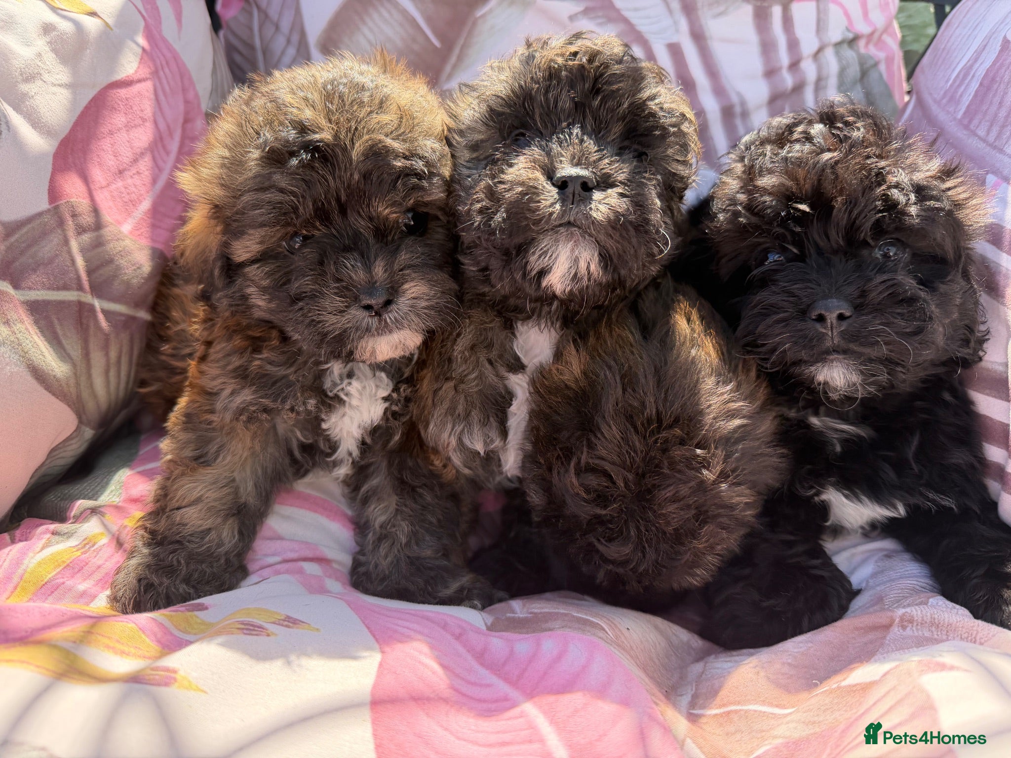 Shihpoo dogs  Shih Tzu x Toy Poodle (Shih Poo)  - Advert 2