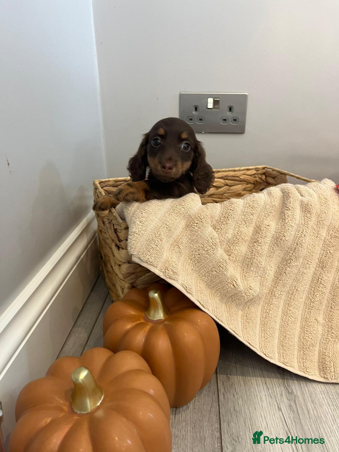 Miniature Dachshund dogs for sale: Beautiful miniature dachshund puppies  - Image 31