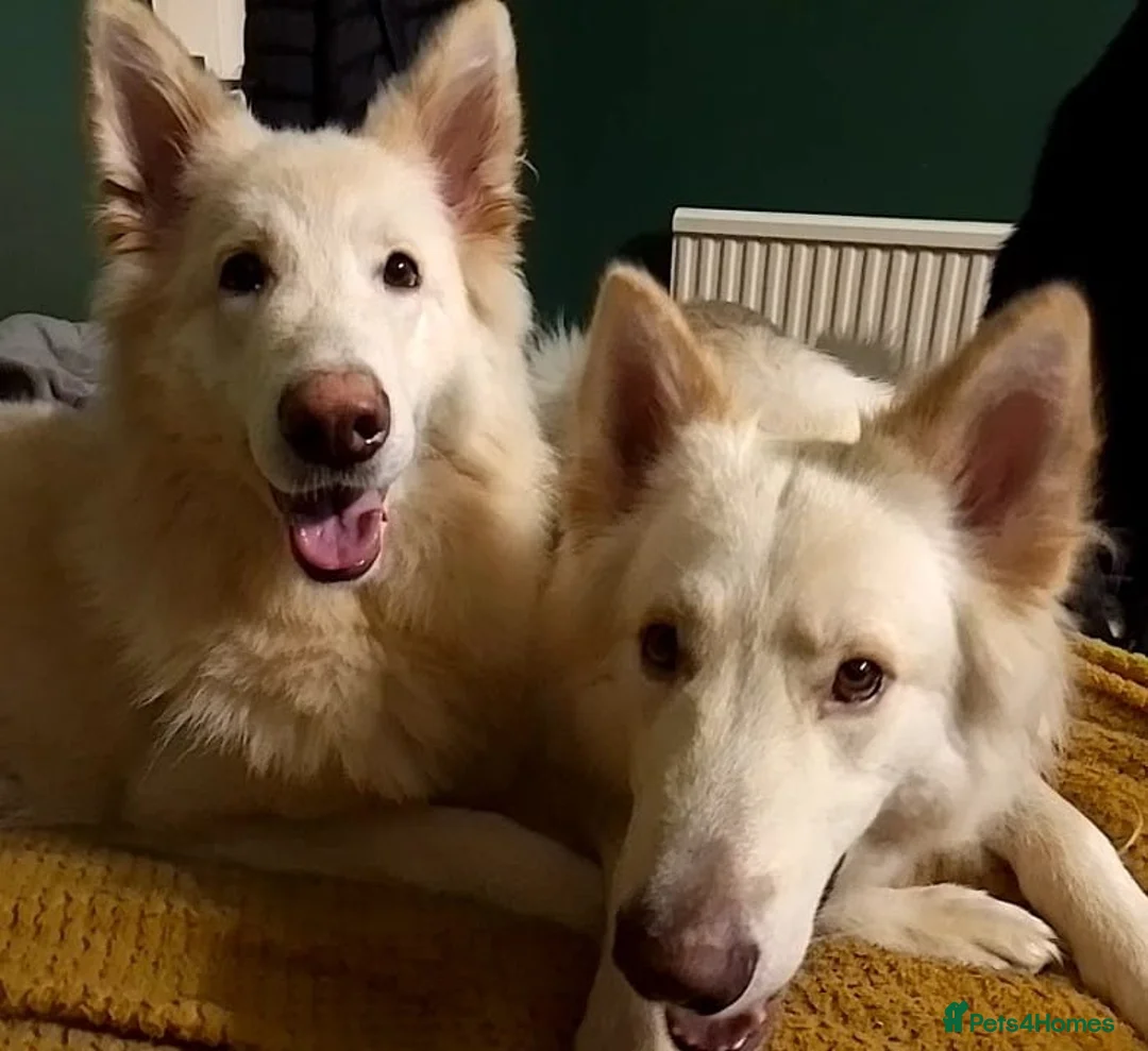 German Shepherd dogs for sale: White long coat straight back German Shepherd pups - Advert 16