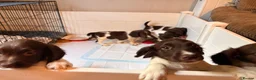 English Springer Spaniel dogs for sale: Working Springer Spaniel Puppies  in Midhurst - Advert 9
