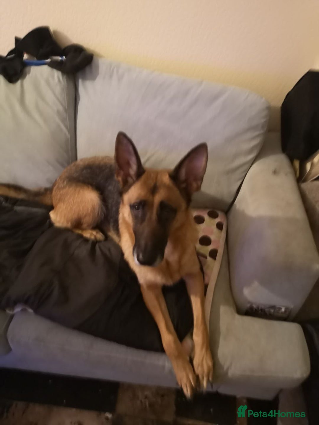 German Shepherd dogs for sale: One large straight back male puppy 11 weeks - Advert 10