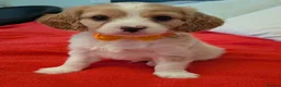 Cavapoo dogs for sale: F1B Cavapoo Puppies Health Tested KC Parents - Advert 9