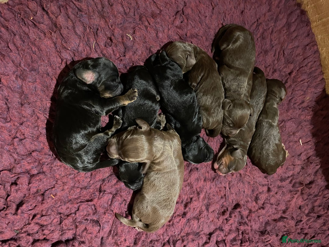 Cocker Spaniel dogs for stud: Working Cocker Spaniel Heath Tested for Stud - Advert 2