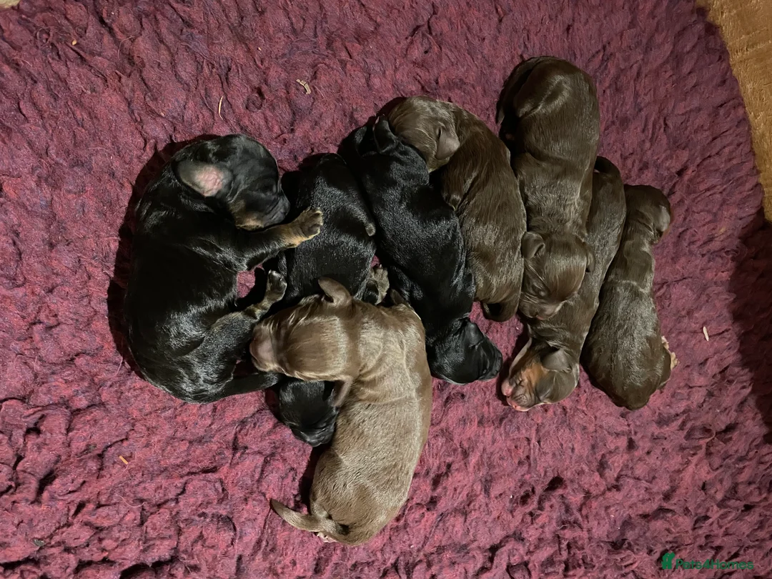 Cocker Spaniel dogs for stud: Working Cocker Spaniel Heath Tested for Stud - Advert 2