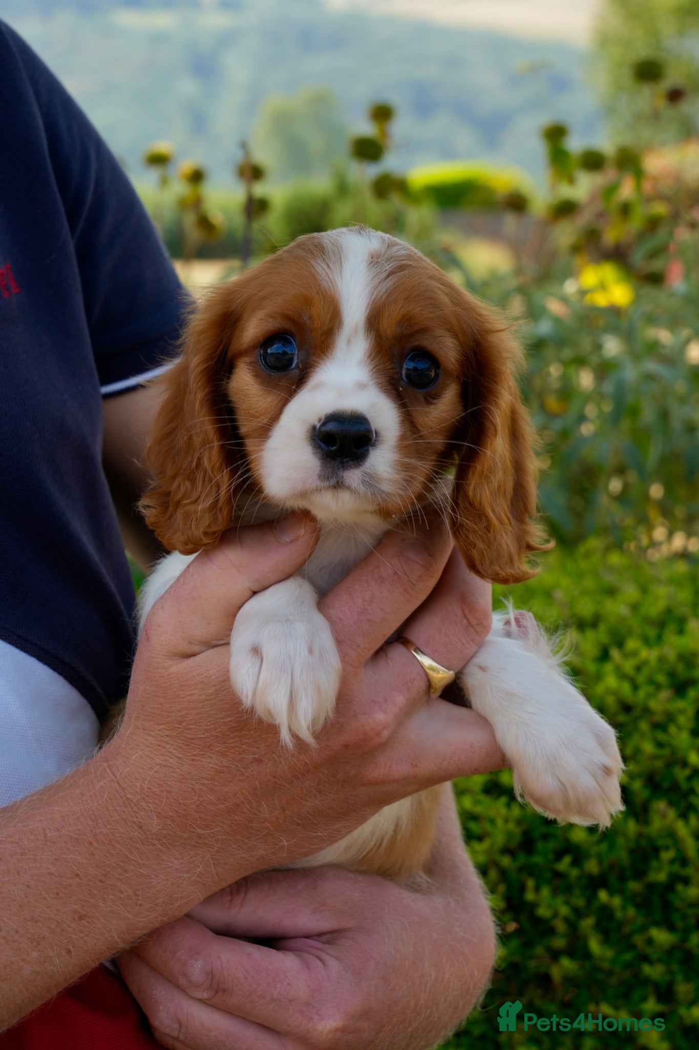 Cavalier King Charles Spaniel dogs ⭐️Cavalier King Charles puppies⭐️ - Advert 1