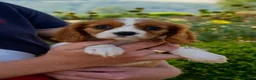 Cavalier King Charles Spaniel dogs for sale: ⭐️Cavalier King Charles puppies⭐️ - Advert 1