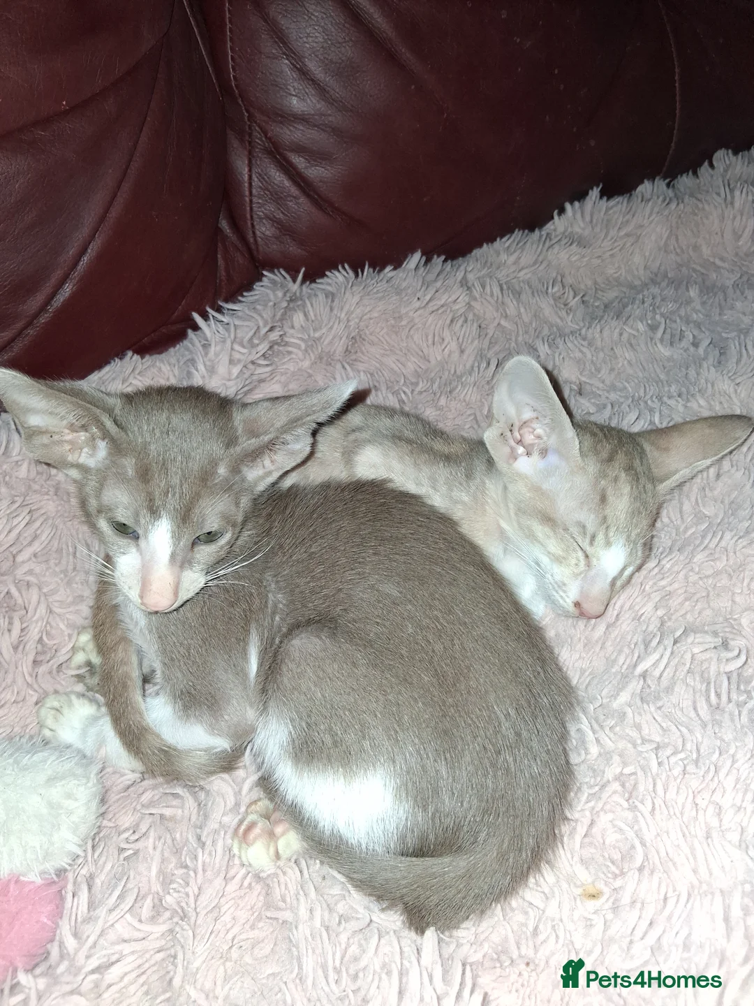 Oriental cats for sale: Stunning oriental girls ready 3.9.26 - Advert 6