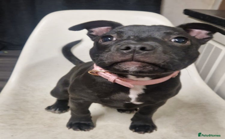 Staffordshire Bull Terrier dogs - Advert 4