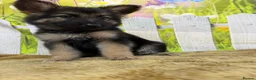 German Shepherd dogs for sale: German Shepherd puppies for sale - Advert 11