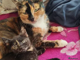 Mixed Breed cats Lovely kitten for sale. - Advert 1