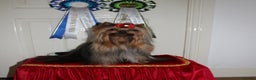 Yorkshire Terrier dogs for stud: PROVEN KC reg 2.5kg experienced STUD boy in Newton-le-Willows - Advert 3