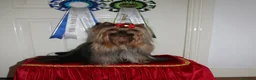 Yorkshire Terrier dogs for stud: PROVEN KC reg 2.5kg experienced STUD boy in Newton-le-Willows - Advert 3