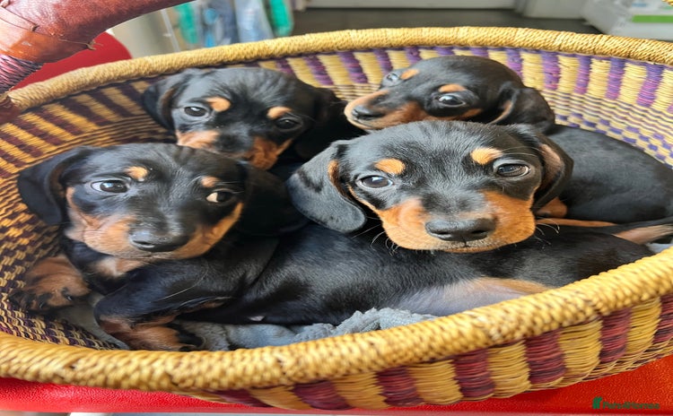 Miniature Dachshund dogs - Advert 5