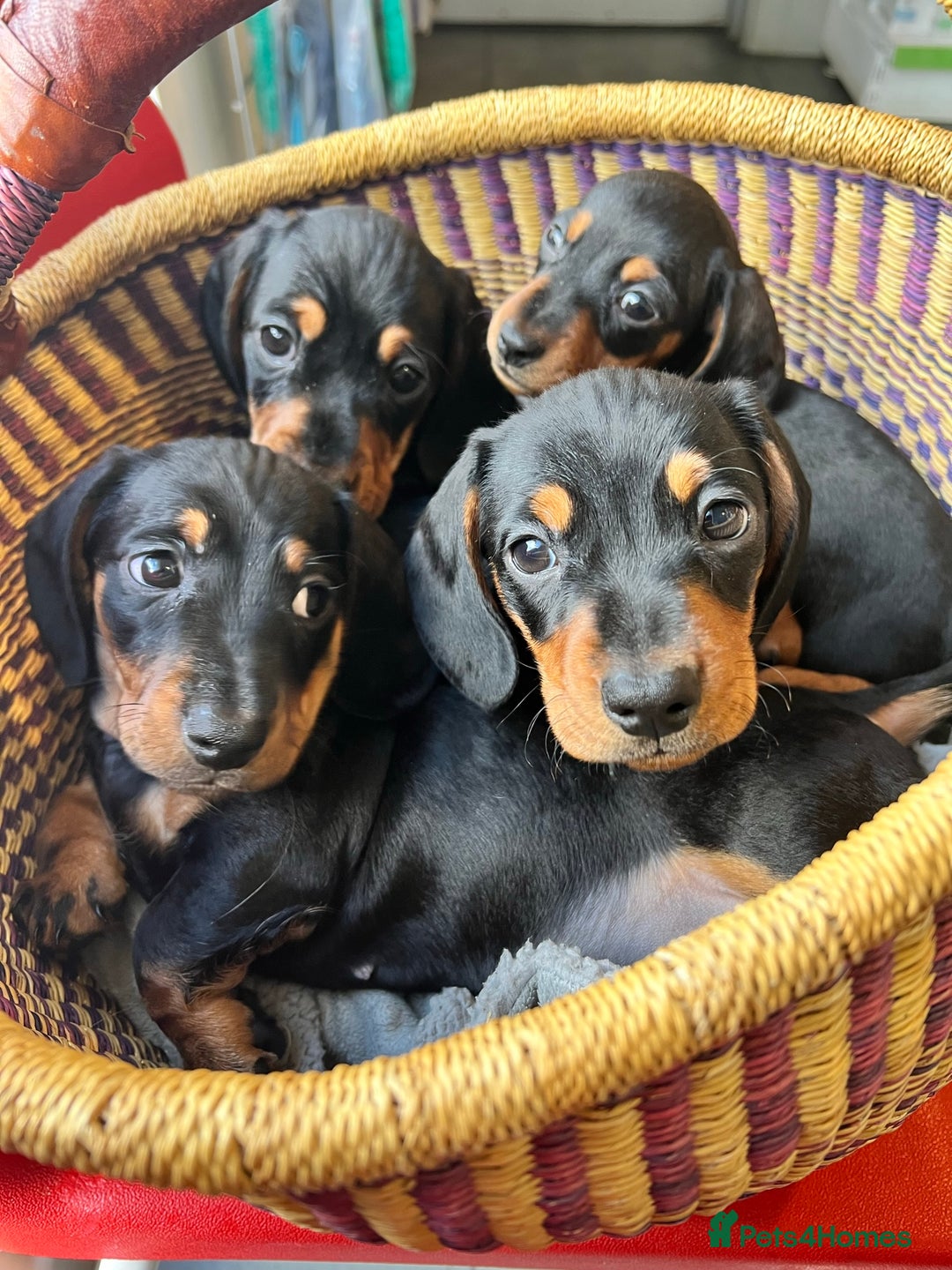 Miniature Dachshund dogs for sale: Miniature Short Hair Dacshund  - Image 1