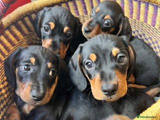 Miniature Dachshund dogs - Advert 2