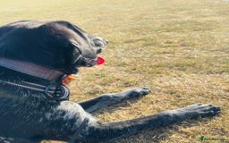 Mixed Breed dogs for sale: Pointer x Chow chow - Advert 2