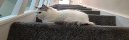 Ragdoll cats for sale: Male Ragdoll Cat - Handsome & Friendly - Advert 8