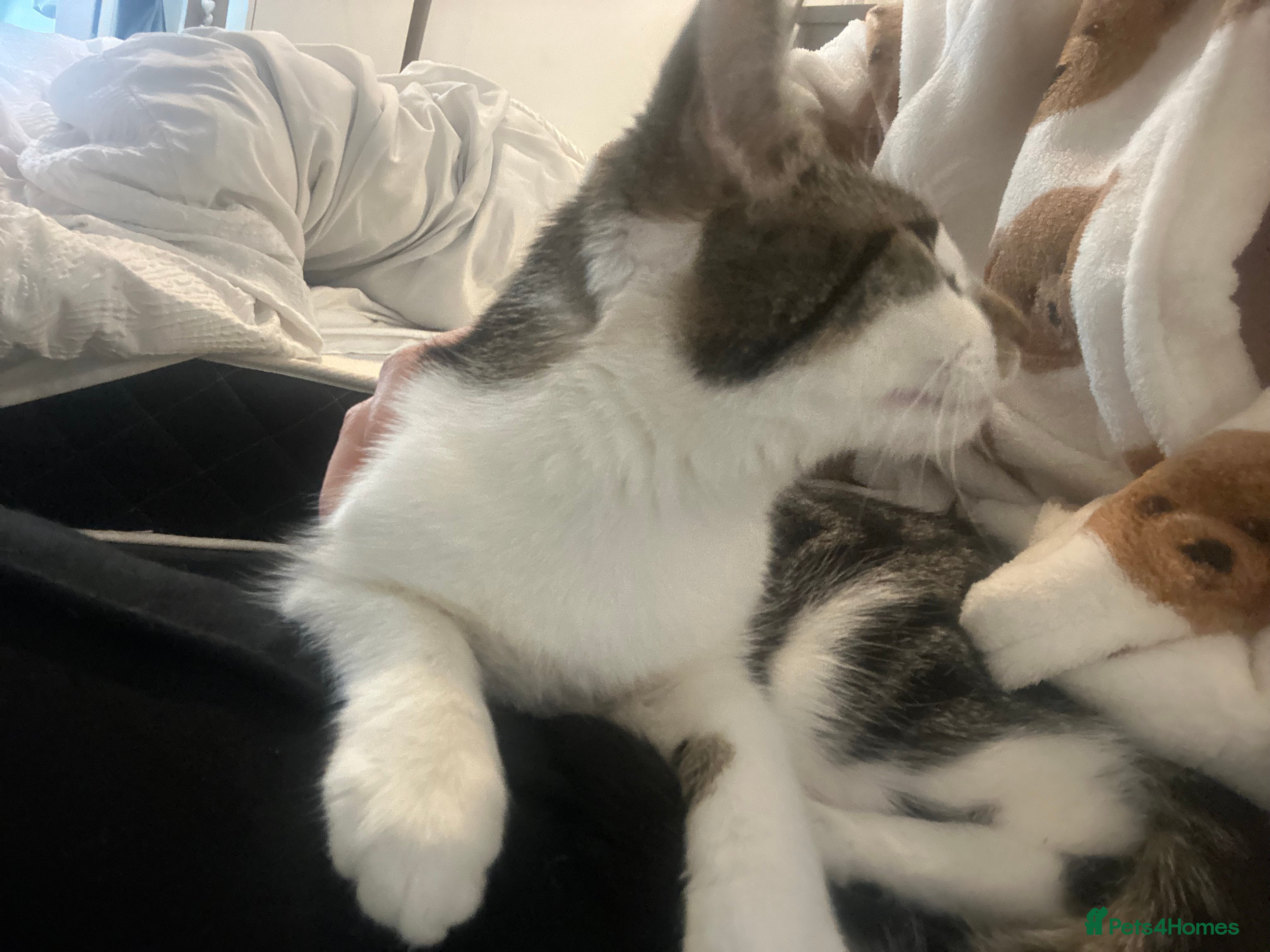 Mixed Breed cats Phoebe, 10 Months Old 🐾 🩷 - Advert 3