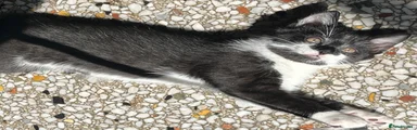 Mixed Breed 4