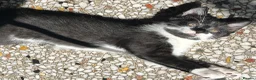 Mixed Breed cats for sale: Five kittens ready to go - Advert 11