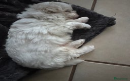 Maltese dogs for sale: 🤩Gorgeous little boy 🤩 - Image 7