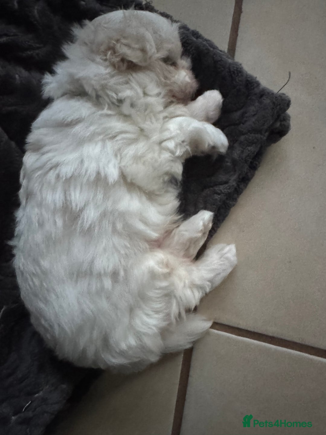 Maltese dogs for sale: 🤩Gorgeous little boy 🤩 - Image 7