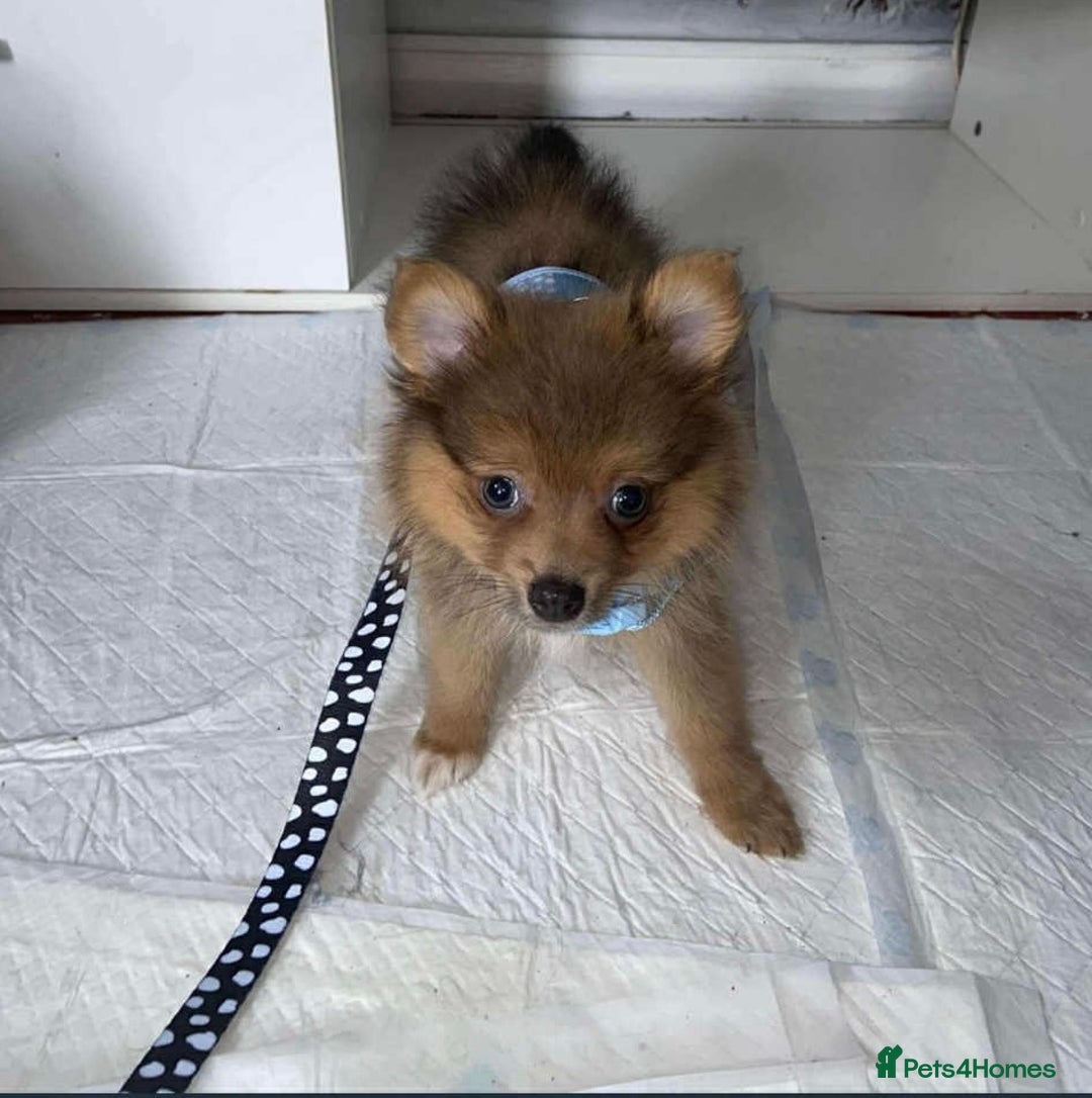 Pomeranian dogs for sale: MALE Pomeranian - Advert 2