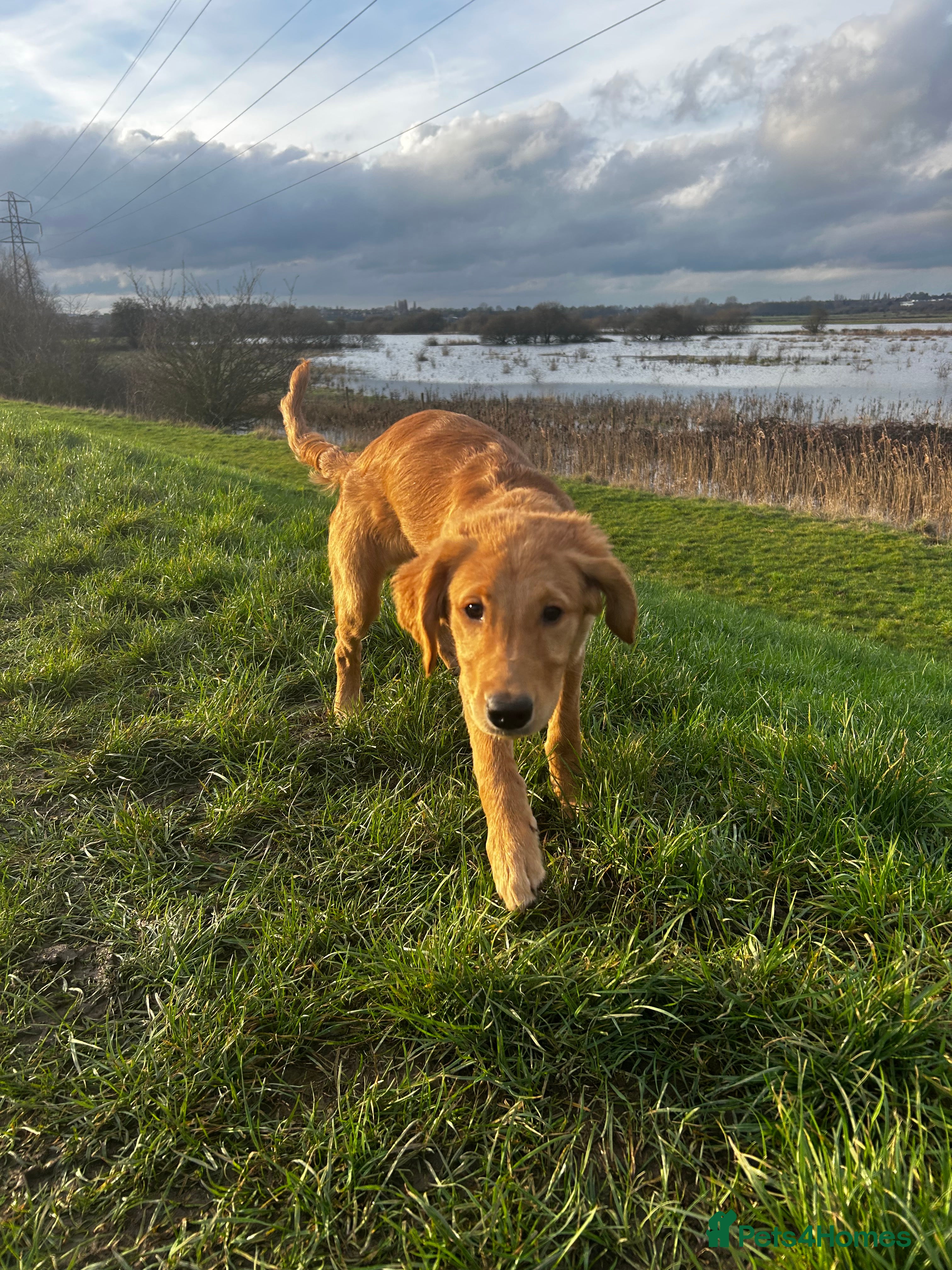 Golden Retriever dogs Trained Golden Retriever for sale  - Advert 15