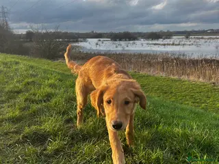 Golden Retriever dogs Trained Golden Retriever for sale - Advert 15