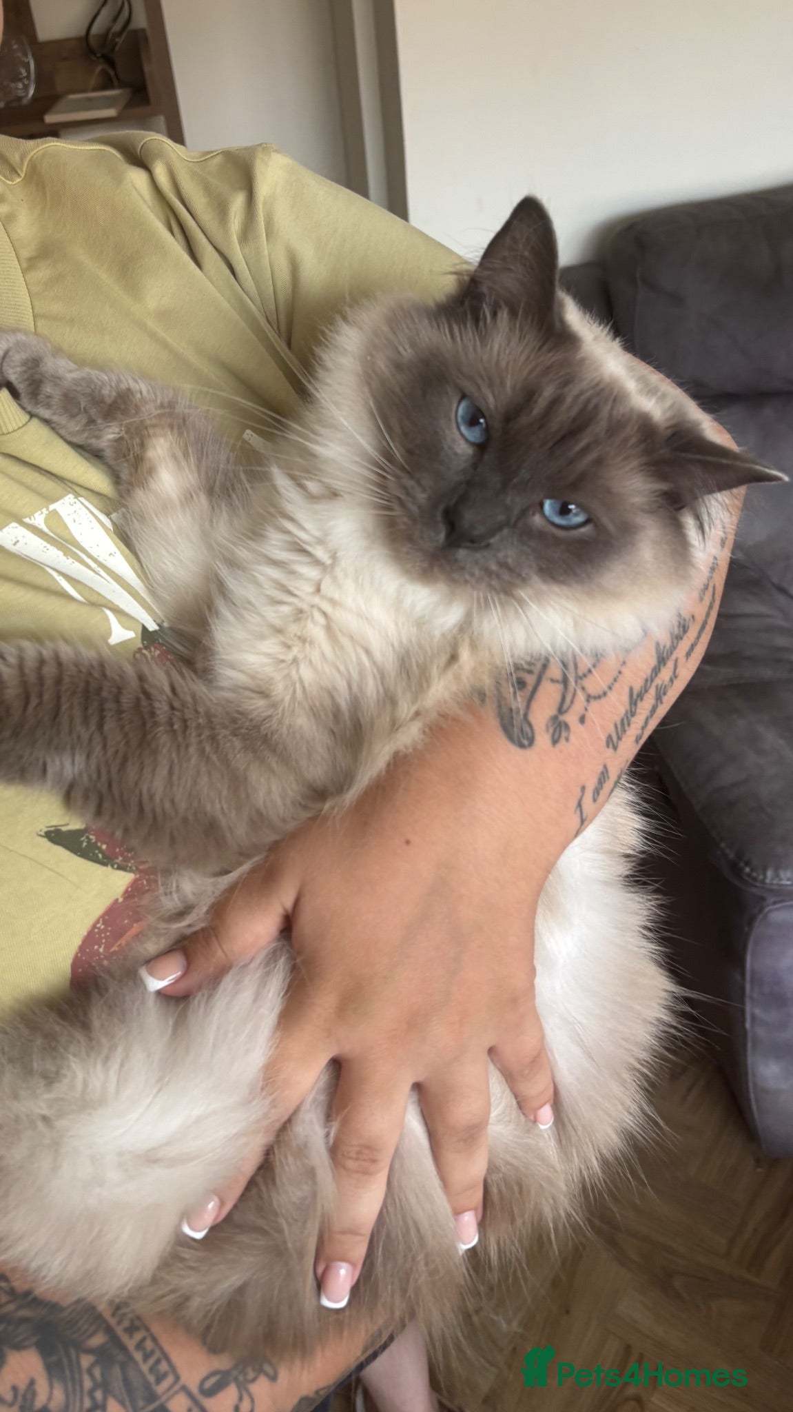 Ragdoll cats Ragdoll male  - Advert 3