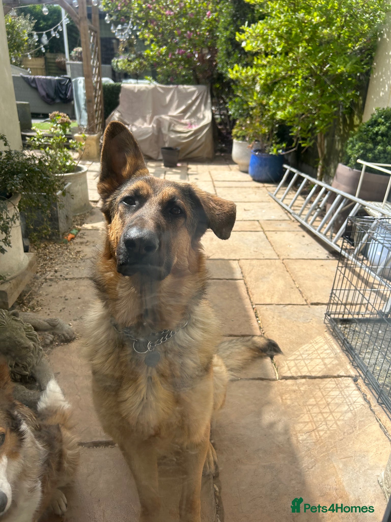 German Shepherd dogs 9 Month Old Male German Shepherd  - Advert 9