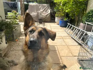 German Shepherd dogs 9 Month Old Male German Shepherd - Advert 9