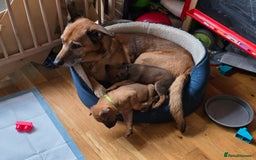 Mixed Breed dogs for sale: 1Boy Left German Shepherd Staffy Dogue de Bordeaux - Image 2