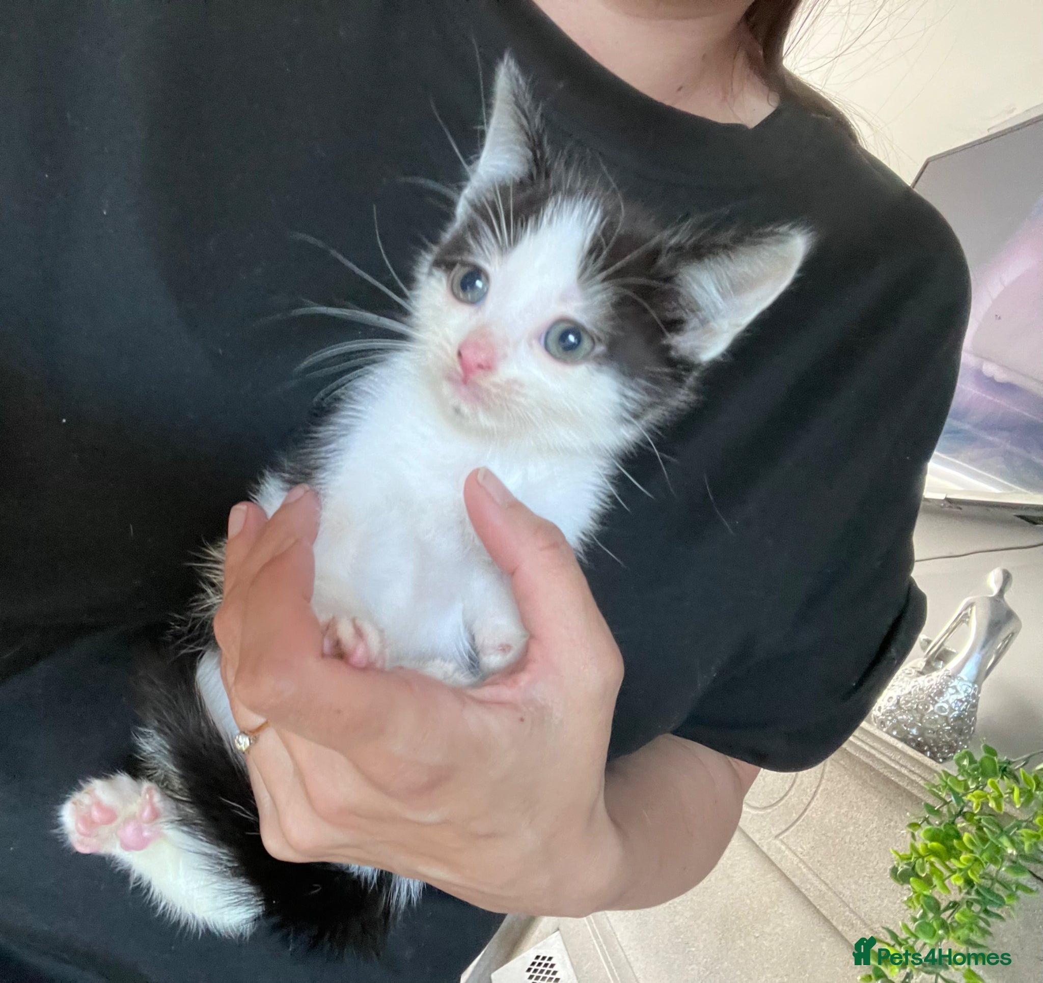 Mixed Breed dogs Last 2 kittens Ready now, Beautiful loving kittens - Advert 17