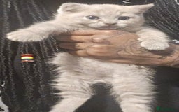 British Shorthair cats for sale: THREE MALE BRITISH SHORTHAIR KITTENS FOR SALE - Image 8