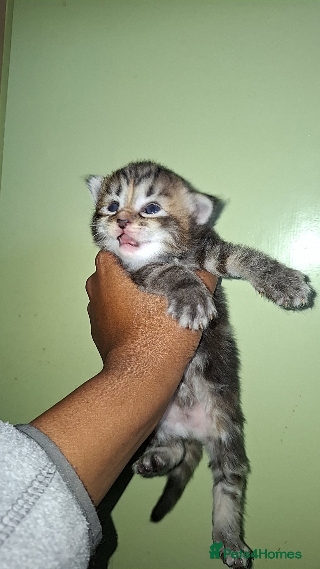 Ragdoll cats for sale: Ragdol 7 kittens available  - Image 4