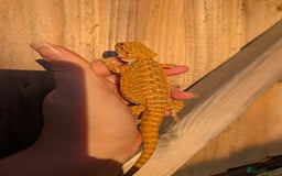 Bearded Dragon reptiles for sale: Baby bearded dragons  - Image 7