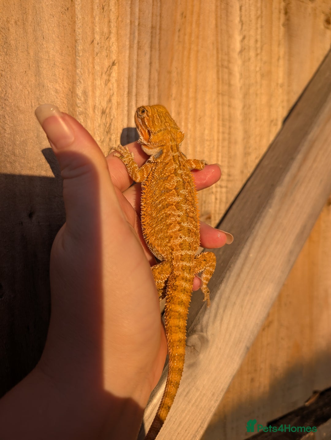 Bearded Dragon reptiles for sale: Baby bearded dragons  - Image 7