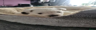 West Highland Terrier 2