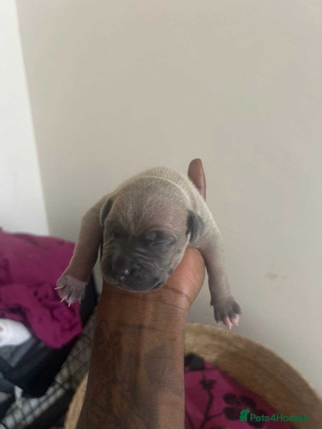 Mixed Breed dogs for sale: French bulldog mix - Image 6