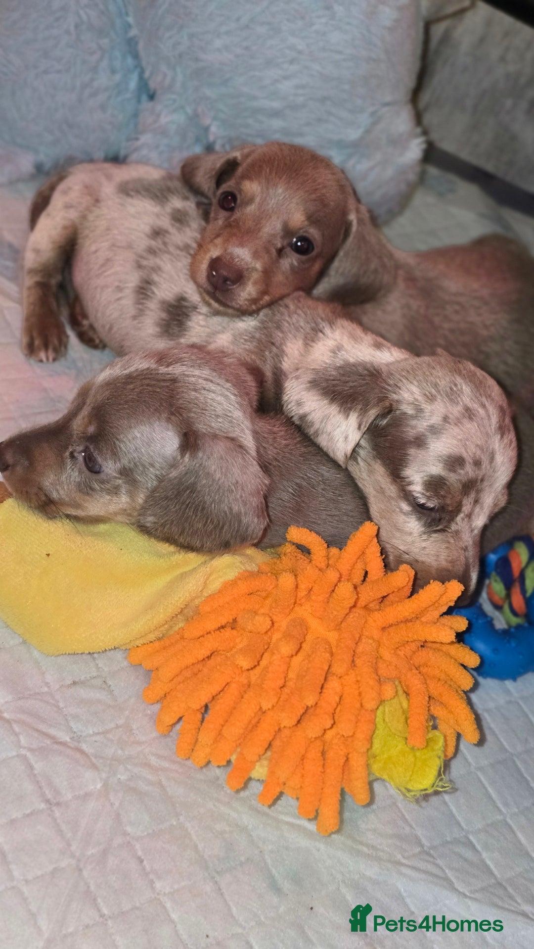 Miniature Dachshund dogs for sale: Mini dachahunds for sale  - Image 13