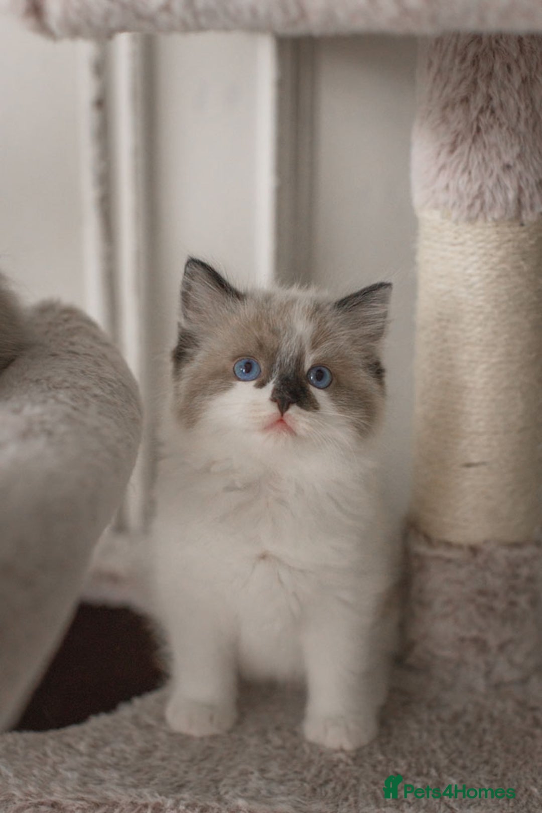 Ragdoll cats for sale: Bicolour and Lynx Ragdoll kittens - Advert 38